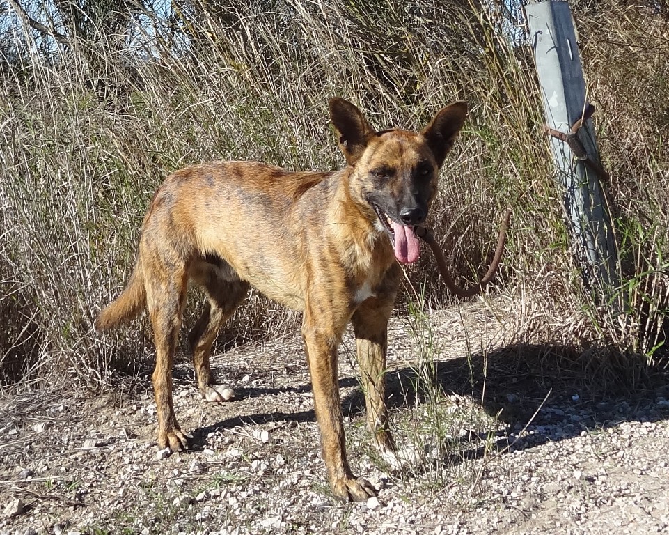 Dingo Nov (1)
