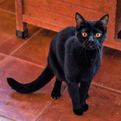 Oscar cat (1)
