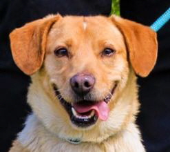 Azeitona Start Azeitona Start